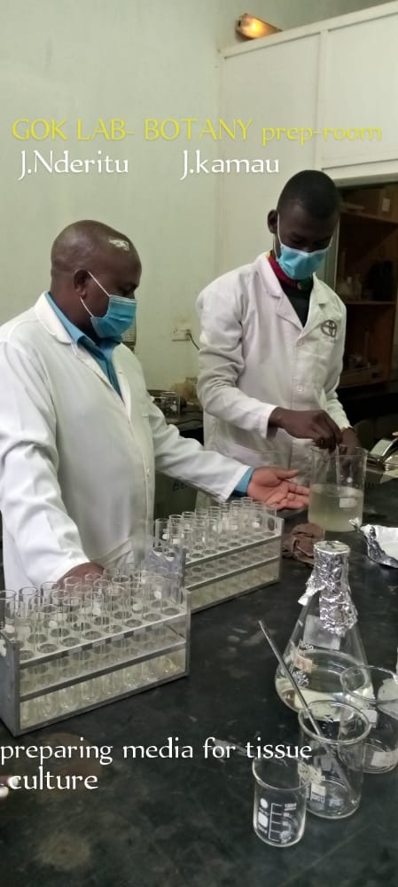 kamau